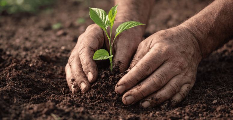 Mãos de uma pessoa plantando uma muda verde no solo escuro em ambiente natural, representando plantio e reflorestamento. 🌱